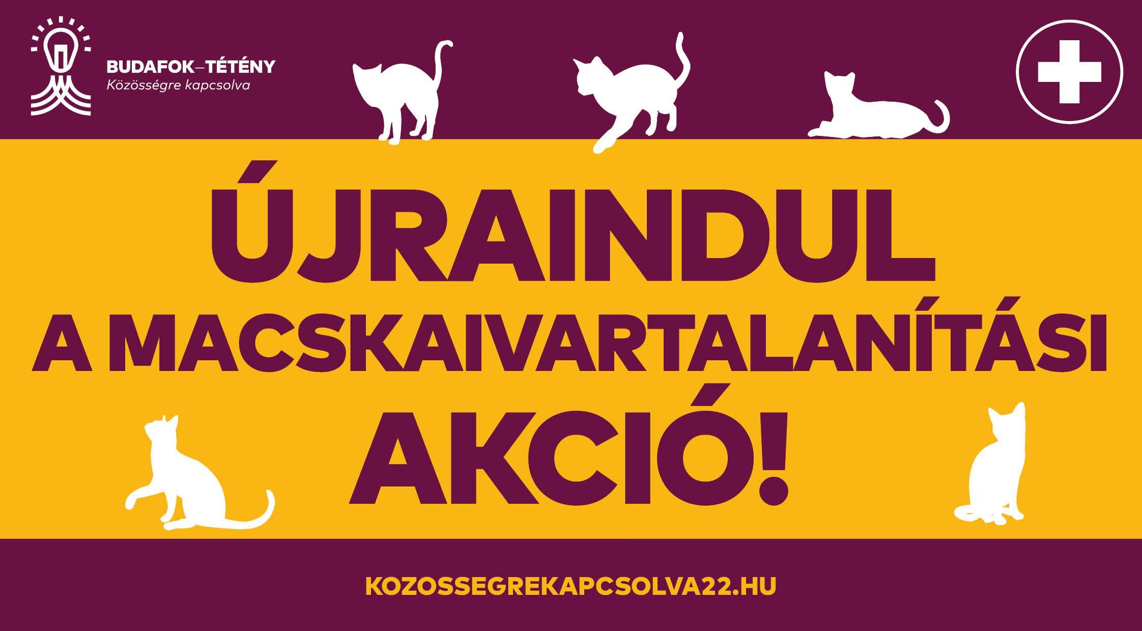 Újabb macskaivartalanítási akció